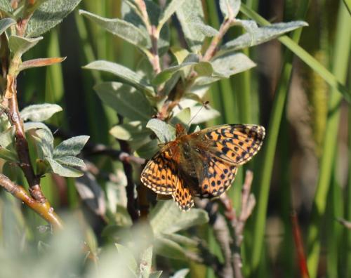 Boloria aquilonaris